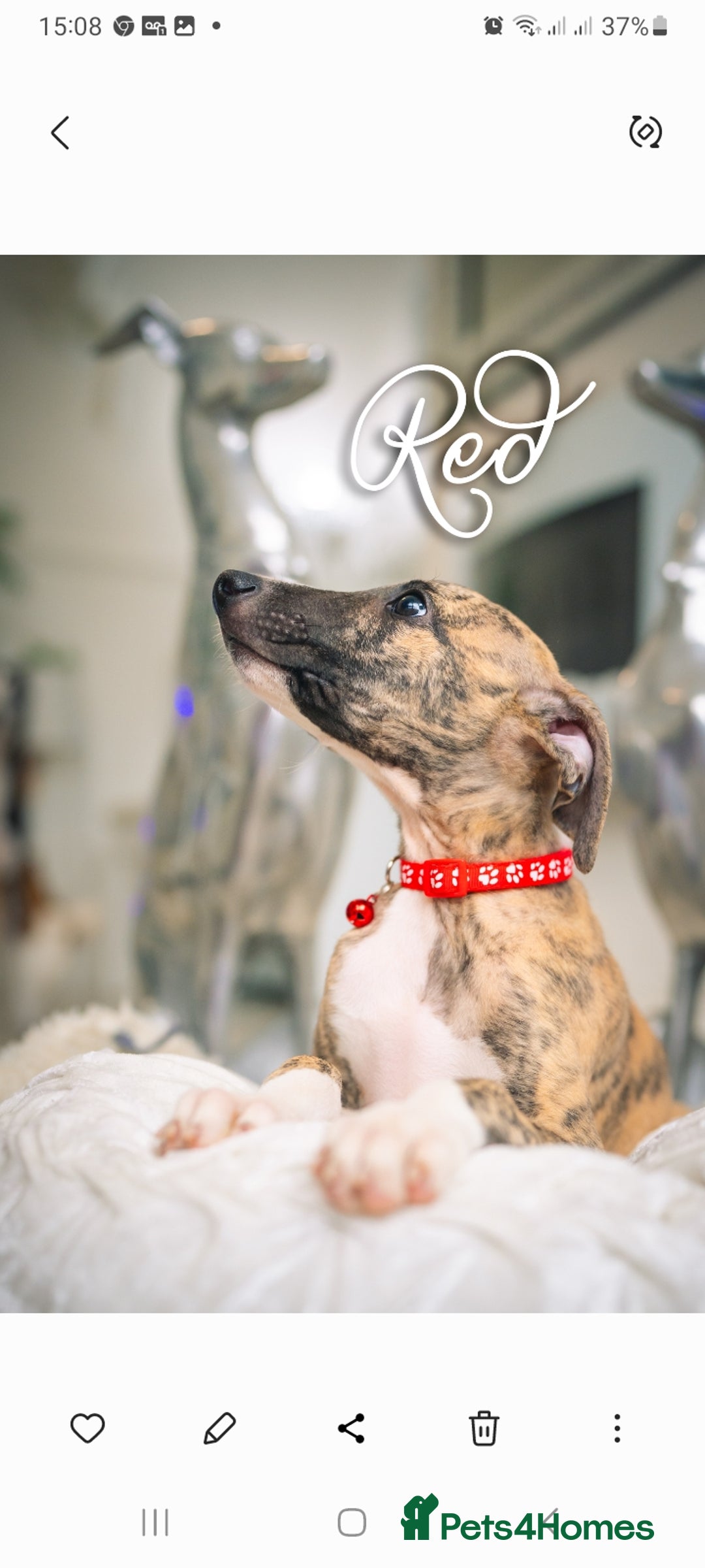 Whippet dogs for sale: Sadly for rehoming mother and son kc whippets. - Image 3
