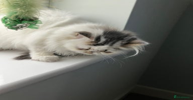 Persian cats - Advert 4
