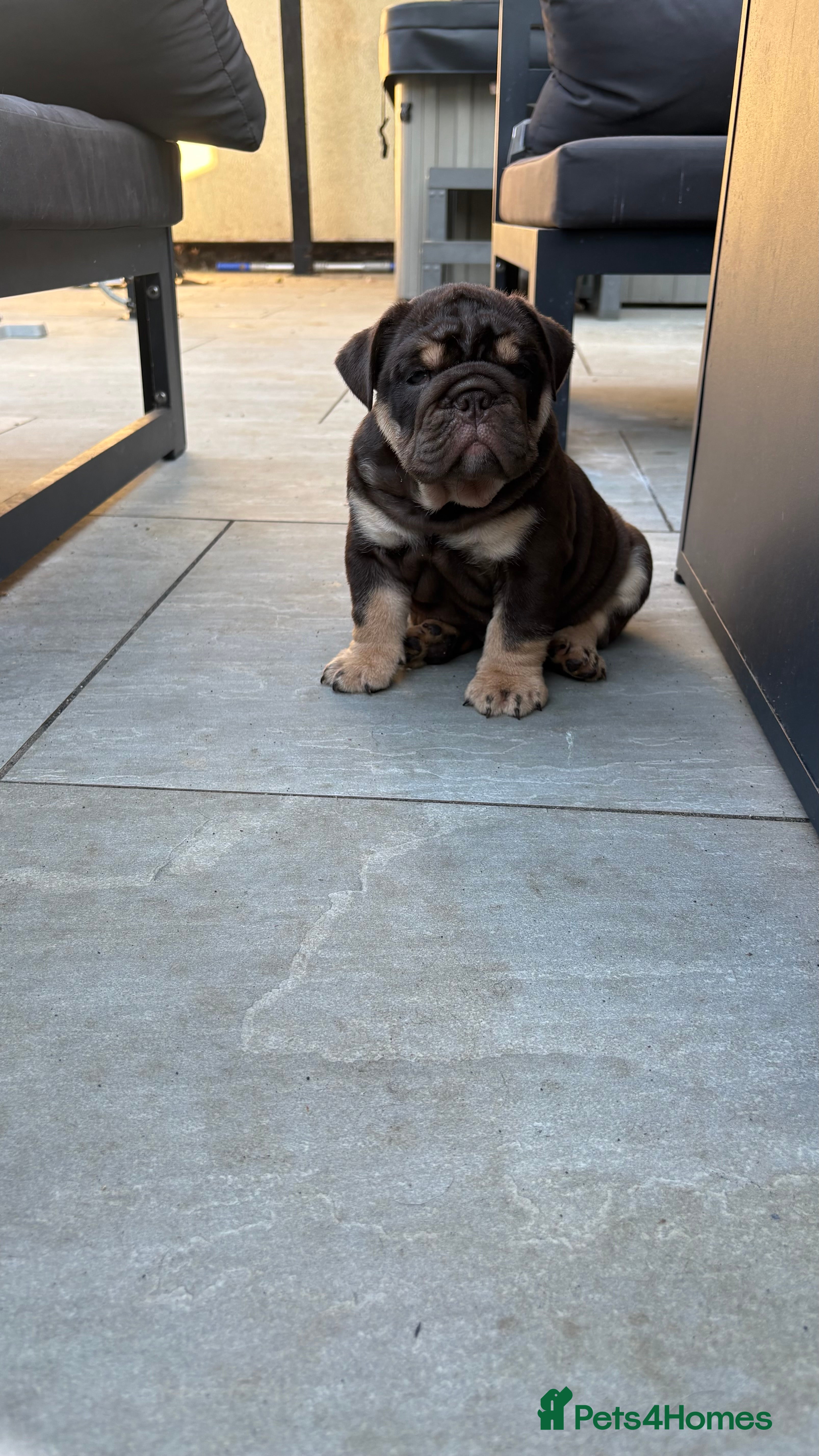 English Bulldog dogs KC English Bulldog Puppies - Advert 2