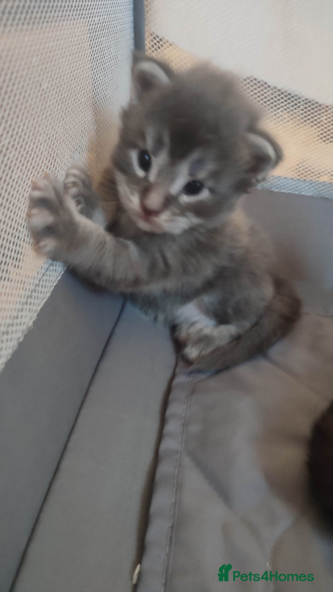 Maine Coon cats for sale: Tica Reg and fully health tested - Advert 19