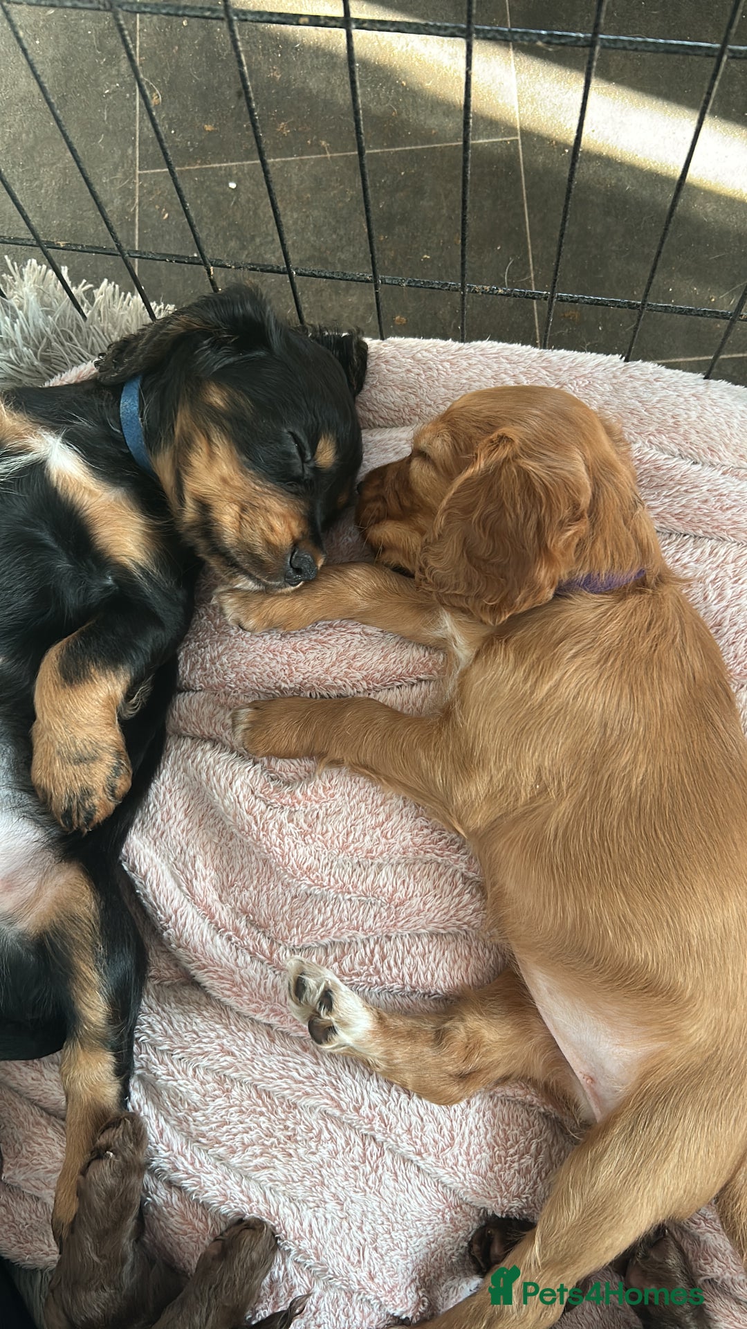 Cocker Spaniel dogs for sale: 🐶cocker spaniel puppies 🐶  - Image 8