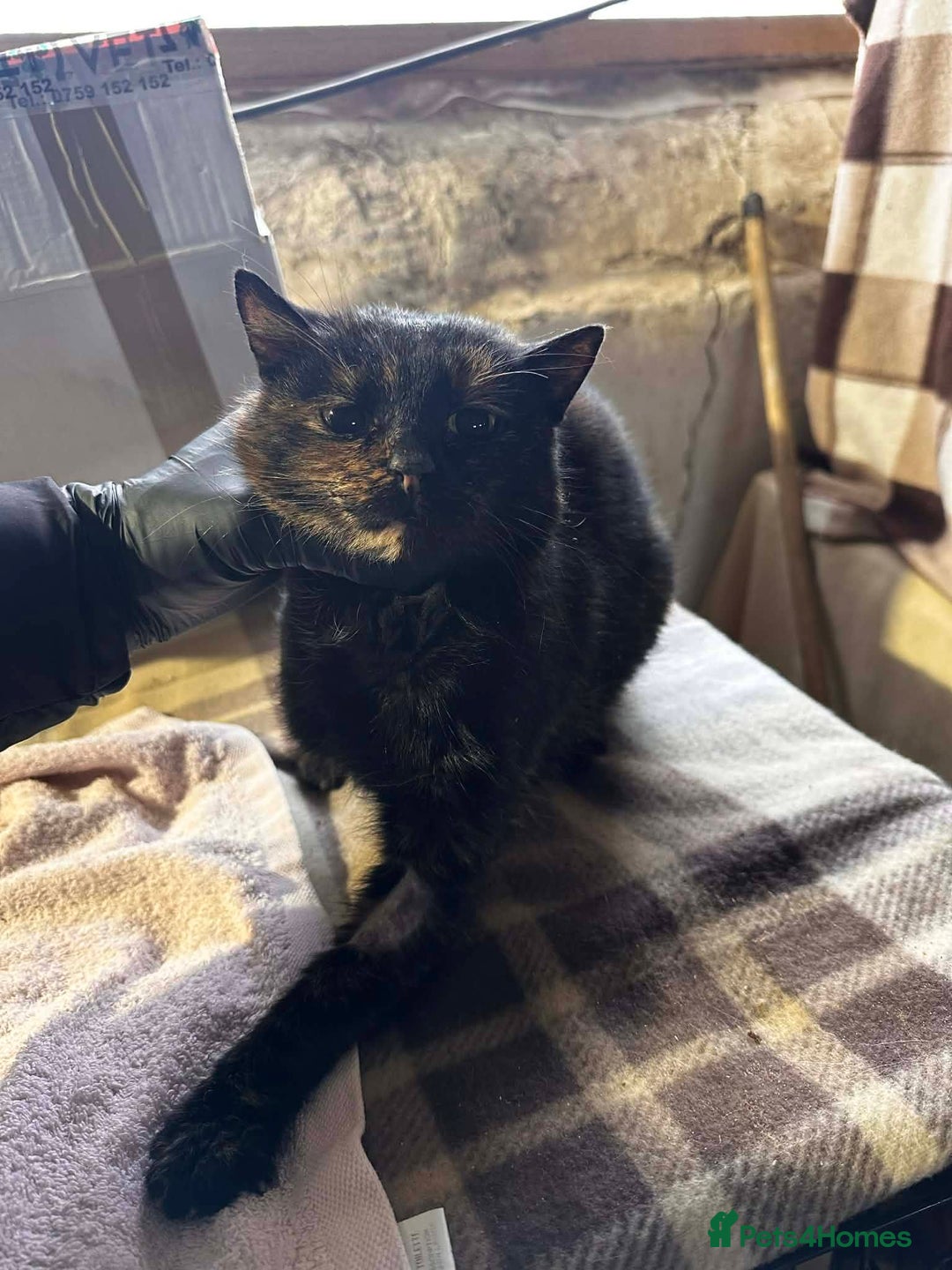 Mixed Breed cats for adoption: Ella for adoption - Advert 2