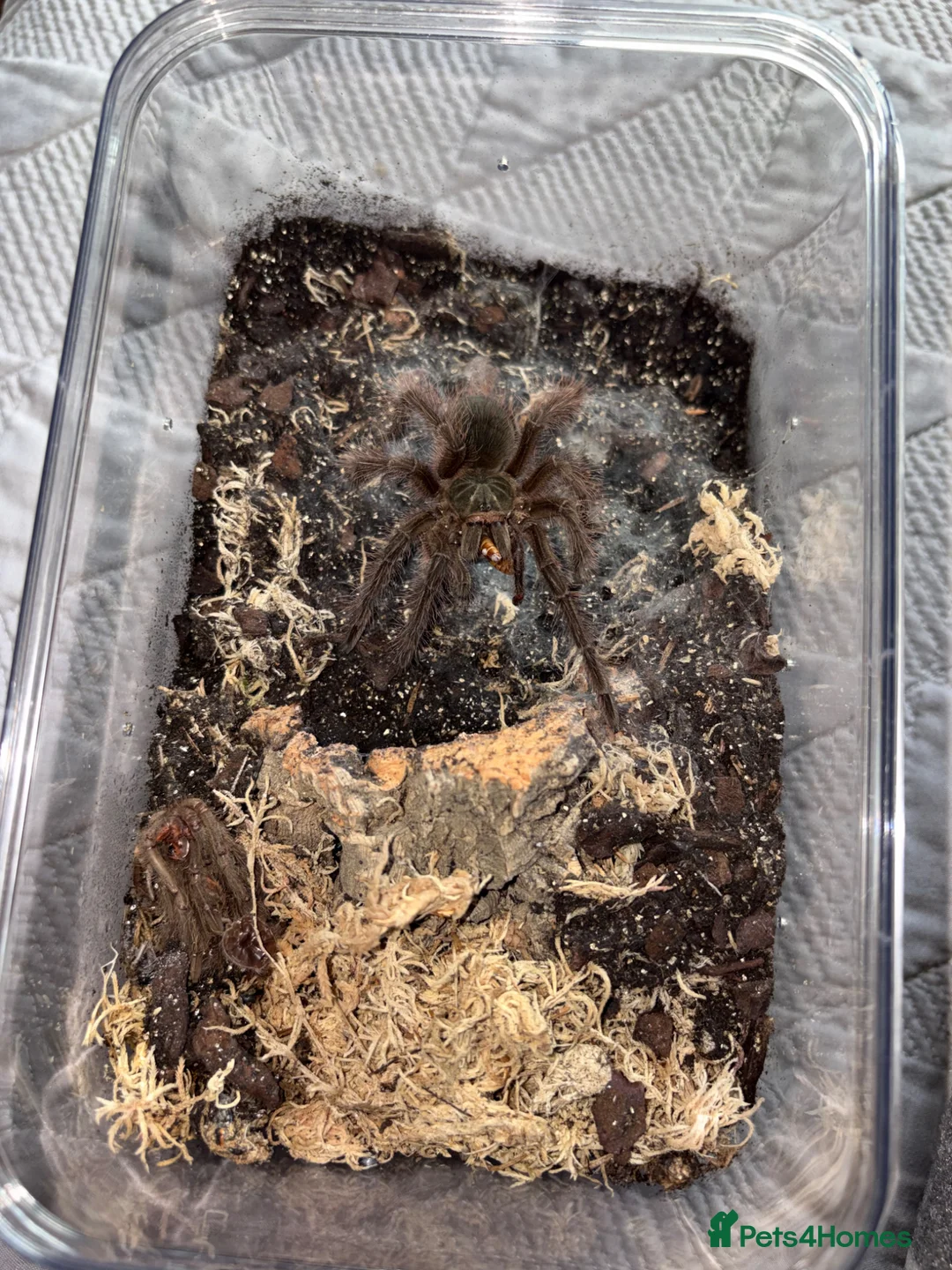 Tarantulas invertebrates for sale: Theraphosa blondi juvenile  in Keighley - Advert 1