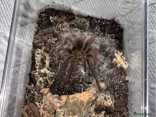 Tarantulas invertebrates Theraphosa blondi juvenile - Advert 1