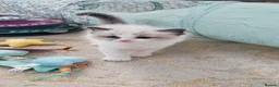 Ragdoll cats for sale: Purebred Pedigree Ragdoll kittens - Advert 12