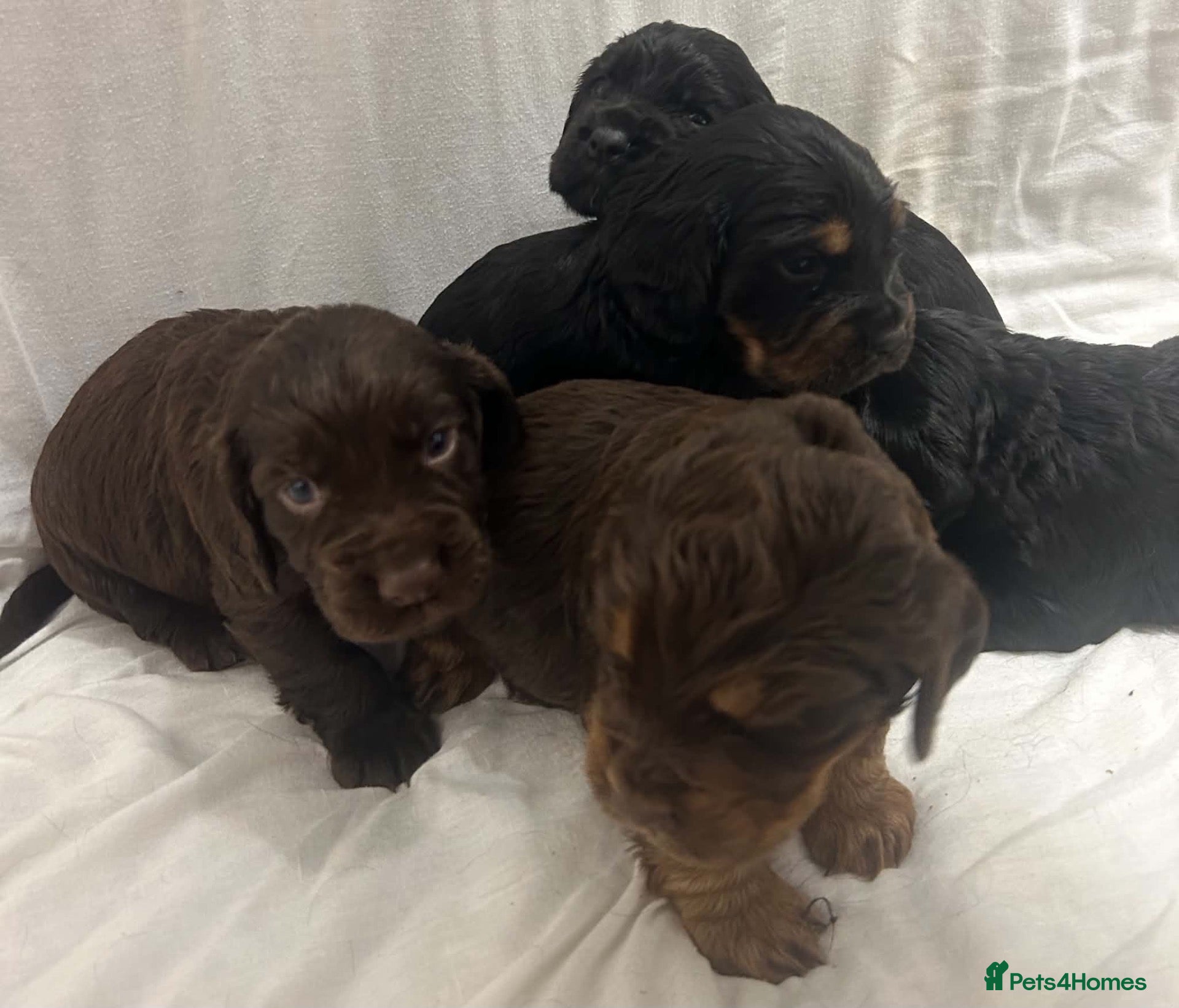 Cocker Spaniel dogs 🐾 GORGEOUS COCKER SPANIEL PUPPIES 🐾 - Advert 2
