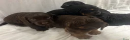 Cocker Spaniel dogs for sale: 🐾 GORGEOUS COCKER SPANIEL PUPPIES 🐾 - Advert 2
