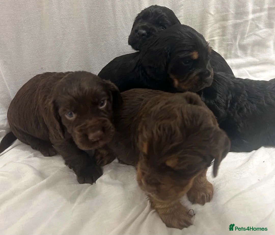 Cocker Spaniel dogs for sale: 🐾 GORGEOUS COCKER SPANIEL PUPPIES 🐾 - Advert 2