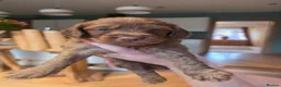 Cockapoo dogs for sale: F2 cockapoo puppies - Advert 20