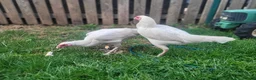Chickens poultry for sale: Hens last price £50 each - Advert 2