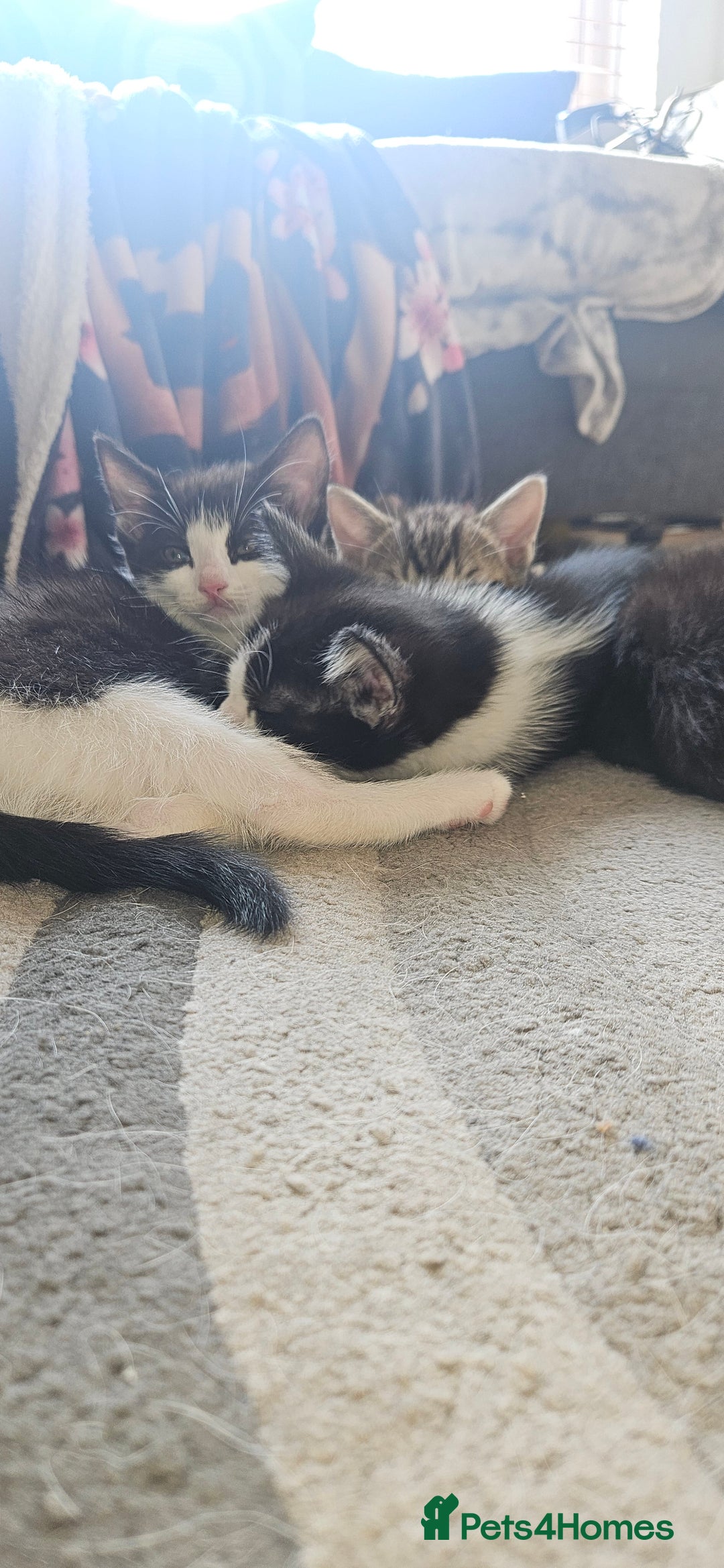Mixed Breed cats for sale: **READY NOW** Gorgeous Half ragdoll kittens - Image 16