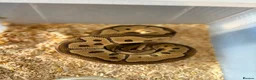 Python Snake reptiles for sale: Royal pythons  - Advert 7