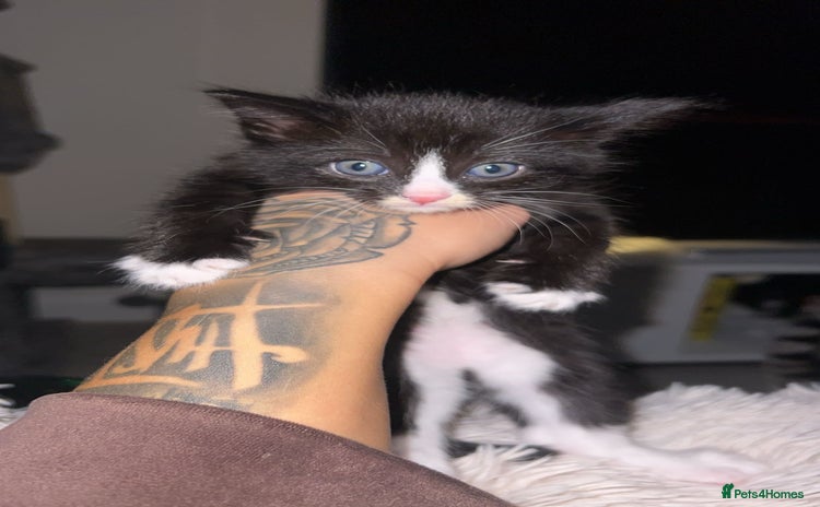 Domestic Shorthair cats - Advert 9