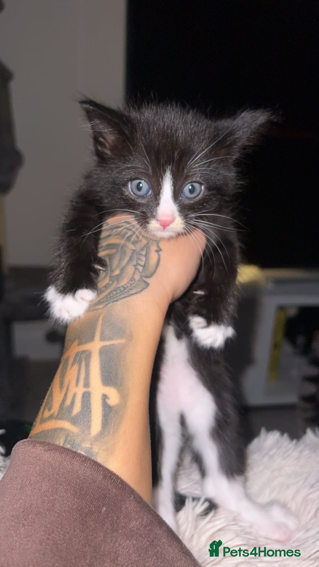 Domestic Shorthair cats for sale: 2 Cute Black Kittens  - Image 1