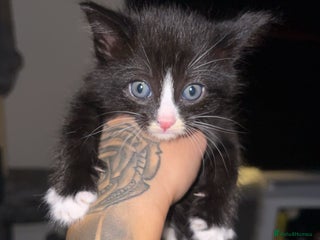 Domestic Shorthair cats - Advert 2