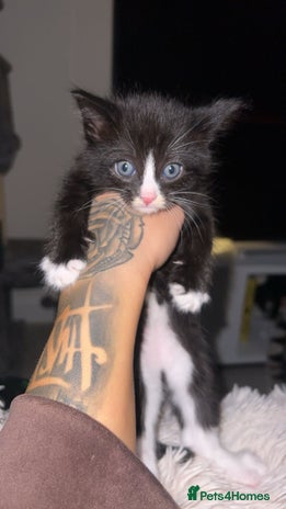 Domestic Shorthair cats - Advert 1