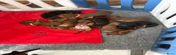 Dachshund dogs for sale: Stunning standard dachshund puppies  - Advert 3
