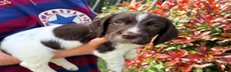 Cocker Spaniel dogs for sale: Last Working cocker Available RKC - Ready Now  - Advert 29