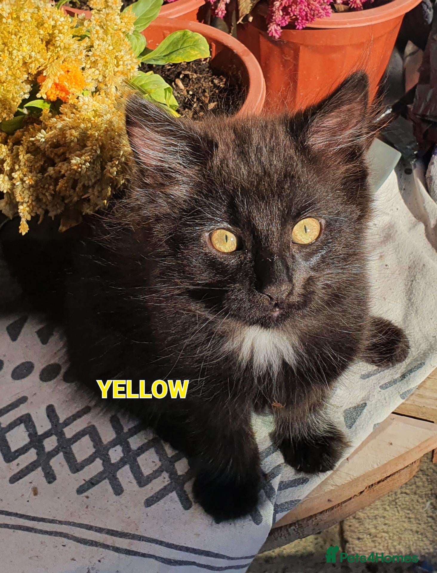 Mixed Breed cats 4 mixed breed main coon/ bengal boys - Advert 14