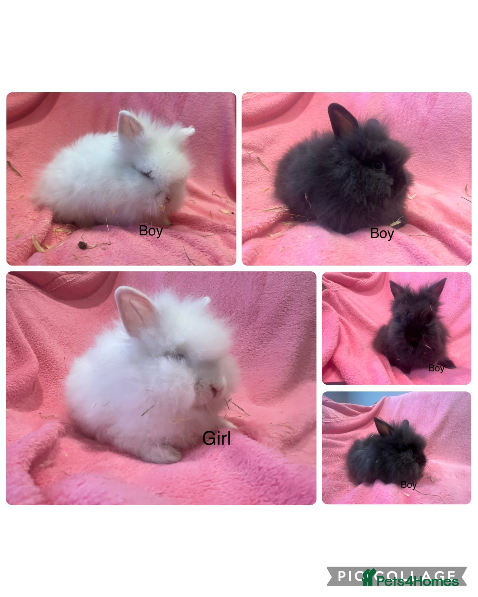 Lionhead rabbits Mini double maned lionheads  - Advert 1