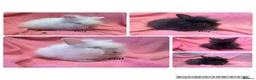 Lionhead rabbits for sale: Mini double maned lionheads  - Advert 2