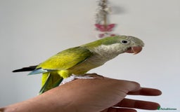 Cockatiels birds for sale: BEAUTIFUL BABY HAND REARED COCKATIEL / BIRDS  in Liverpool - Image 15
