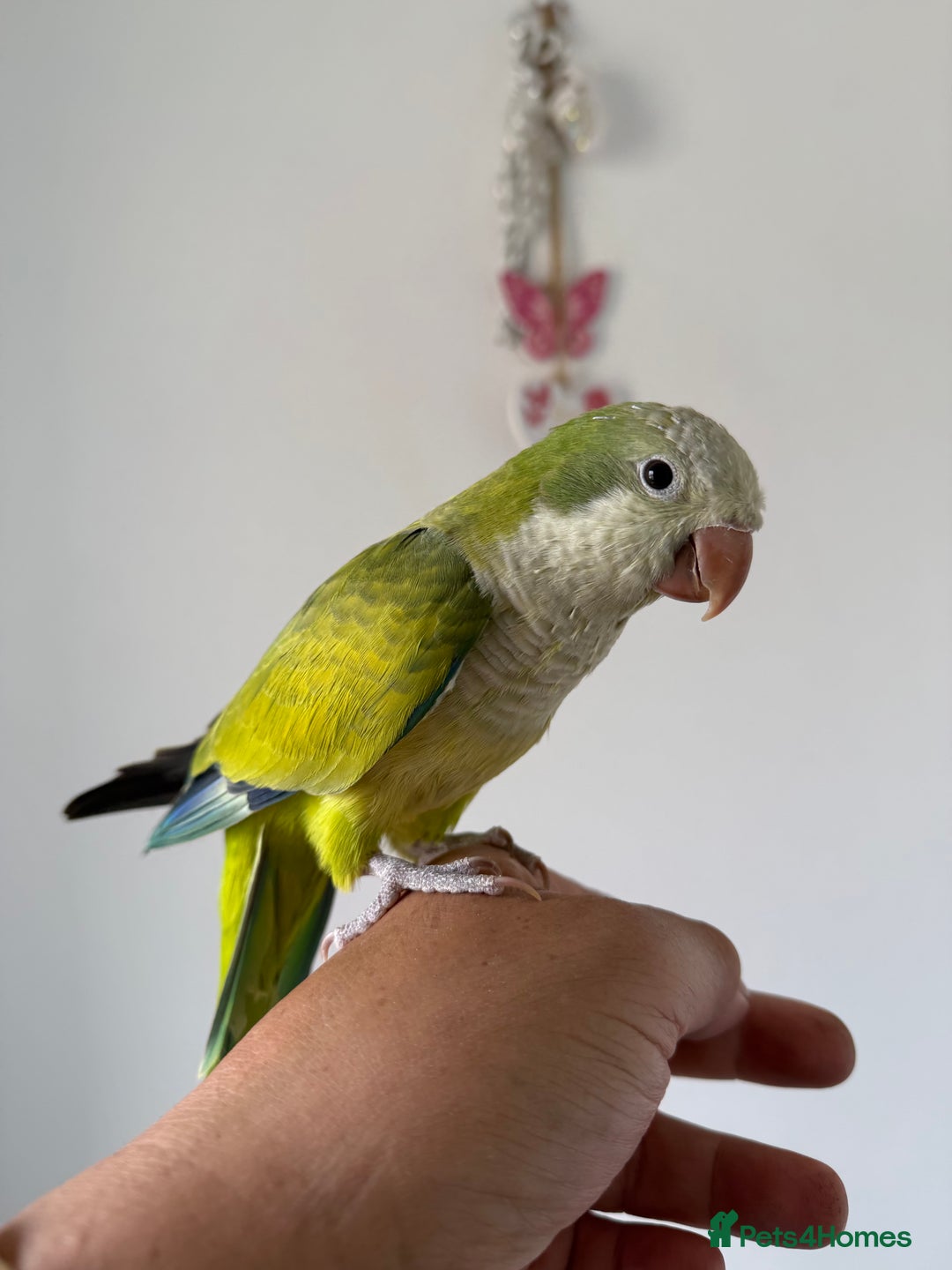 Cockatiels birds for sale: BEAUTIFUL BABY HAND REARED COCKATIEL / BIRDS  in Liverpool - Image 15