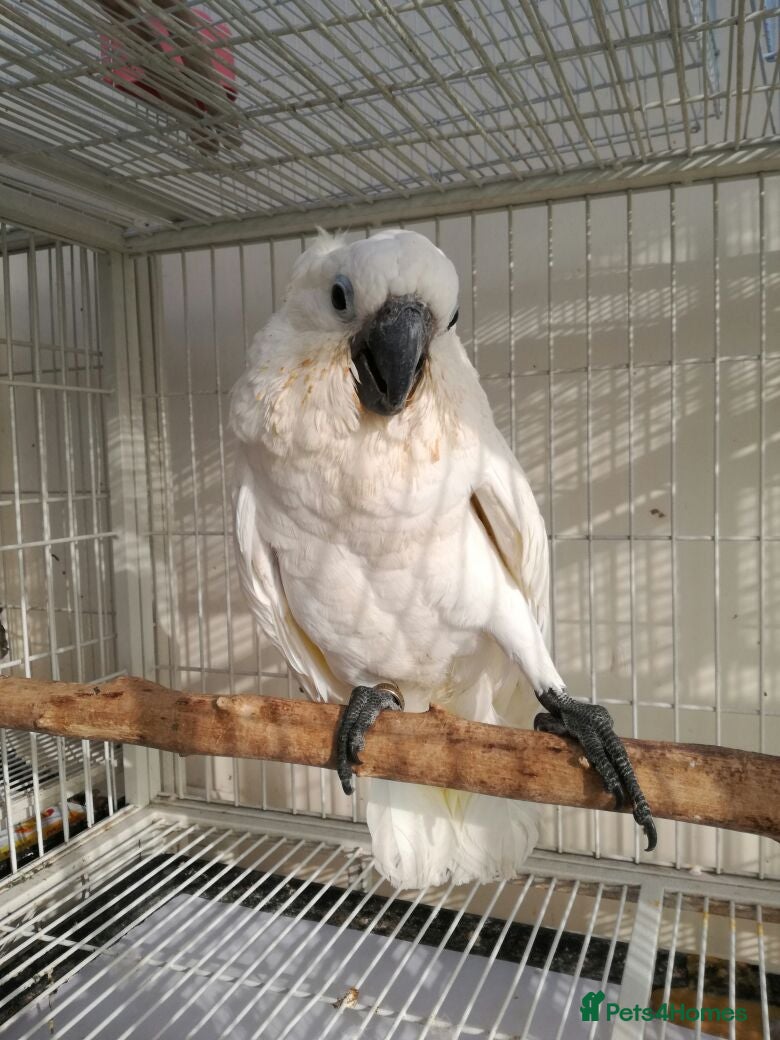 Parrots birds Unbrella Cockatoo  - Advert 1