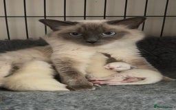 Ragdoll cats for sale: Exceptional Quality Ragdoll Kittens - Image 2