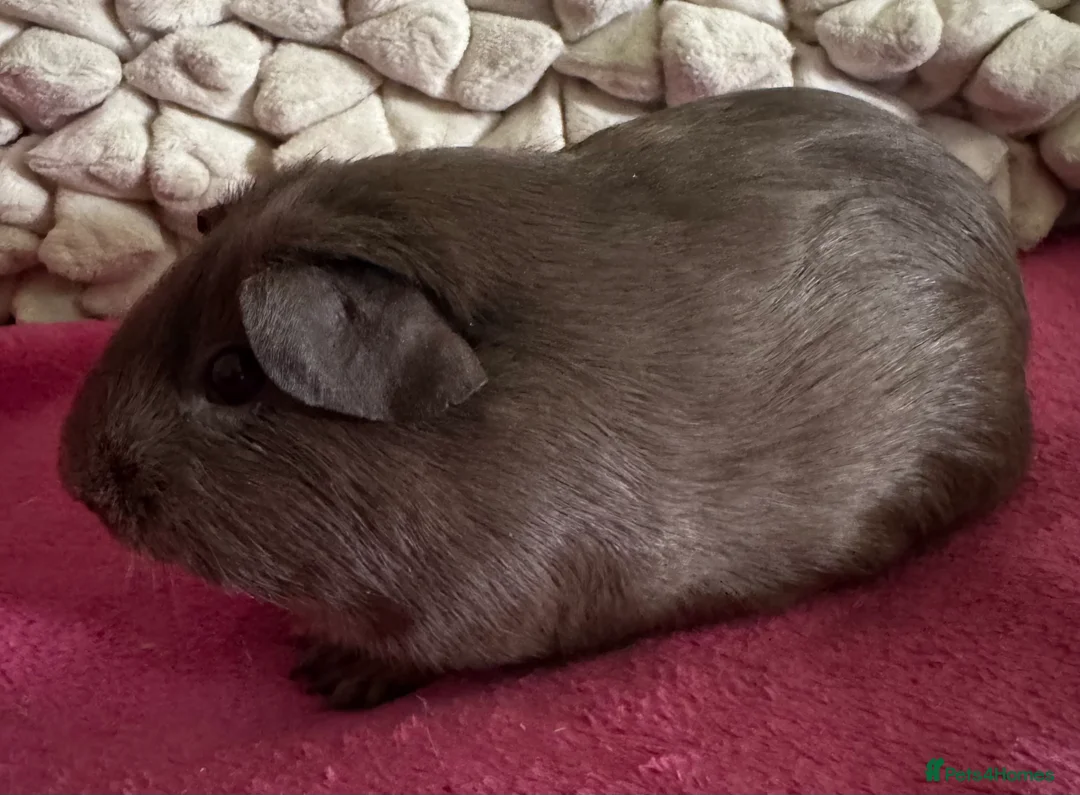 Guinea Pig rodents for sale: Guinea pig Slate sows  - Advert 2
