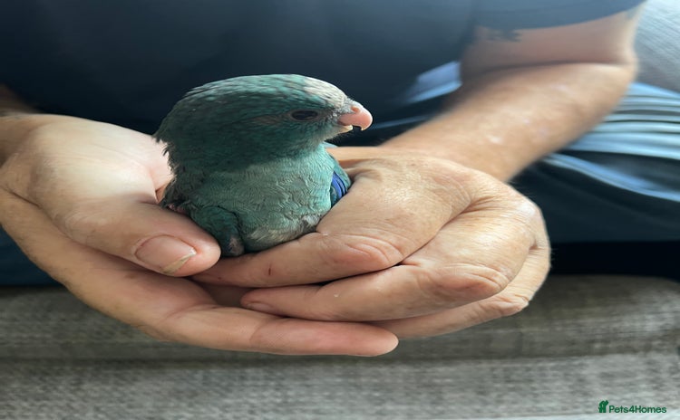 Parakeets birds - Advert 1