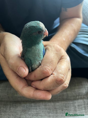 Parakeets birds - Advert 1