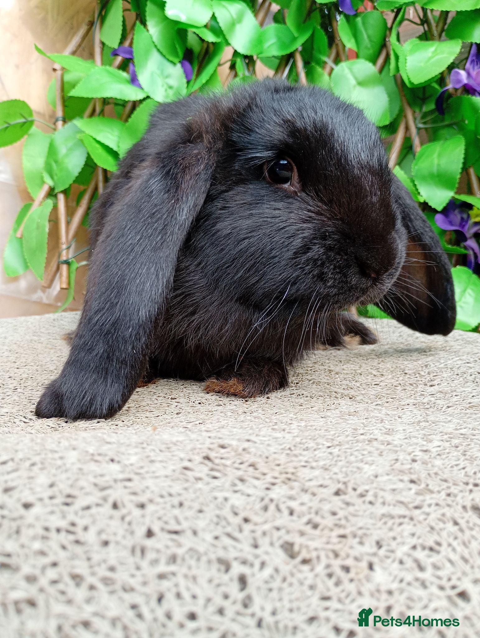 French Lop rabbits French lop  - Advert 22