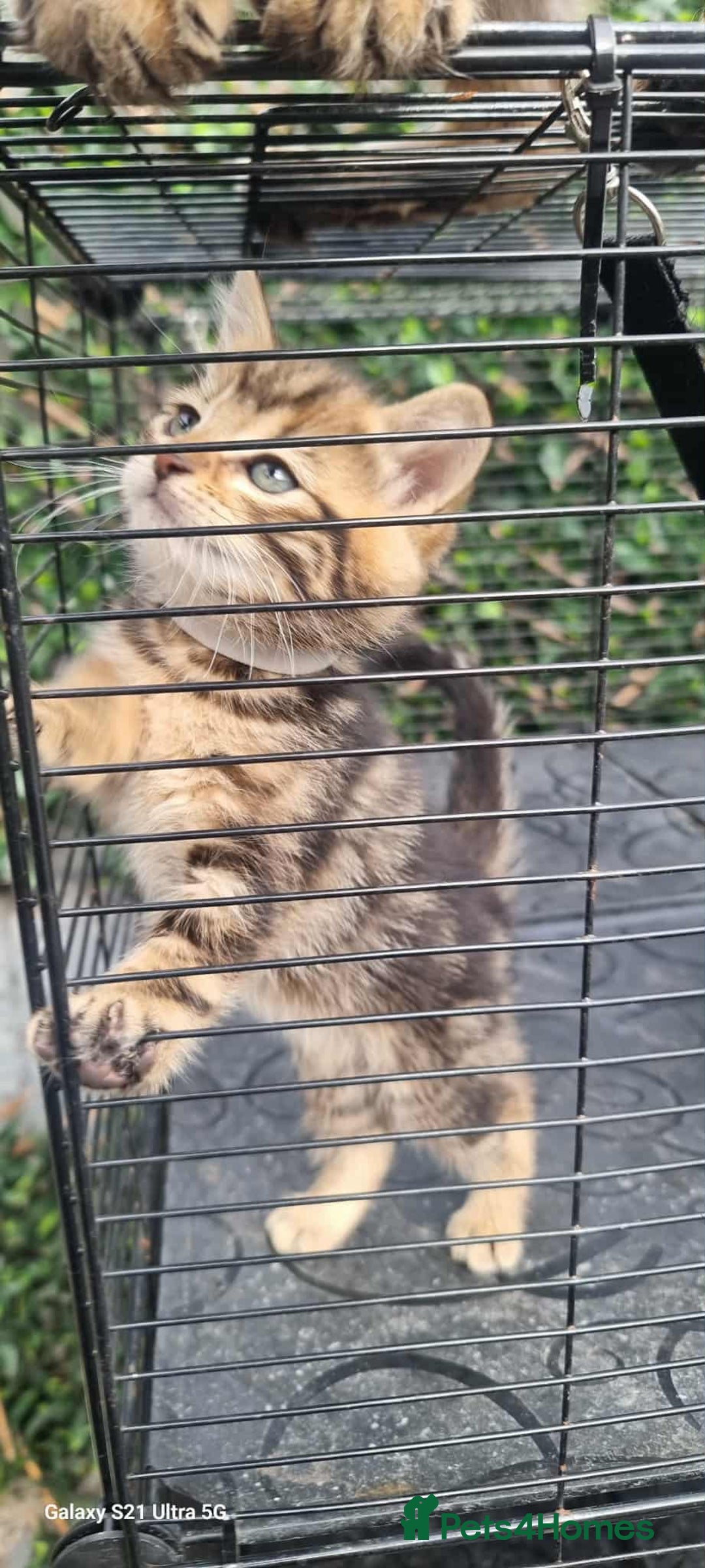 Bengal cats for sale: Manecoon x bengal kittens mink & grey  - Image 5