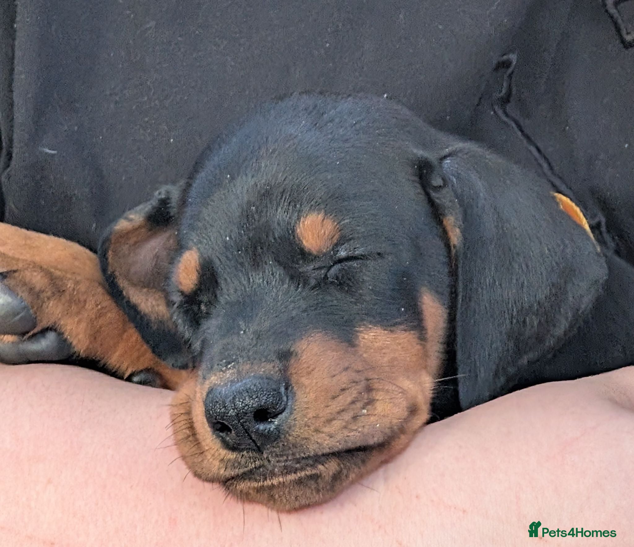 Dobermann dogs KC REGISTERED DOBERMANN PUPS – EXCEPTIONAL LITTER - Advert 2
