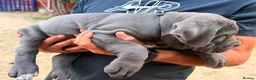 Cane Corso dogs for sale: Cane corso puppies - Advert 9
