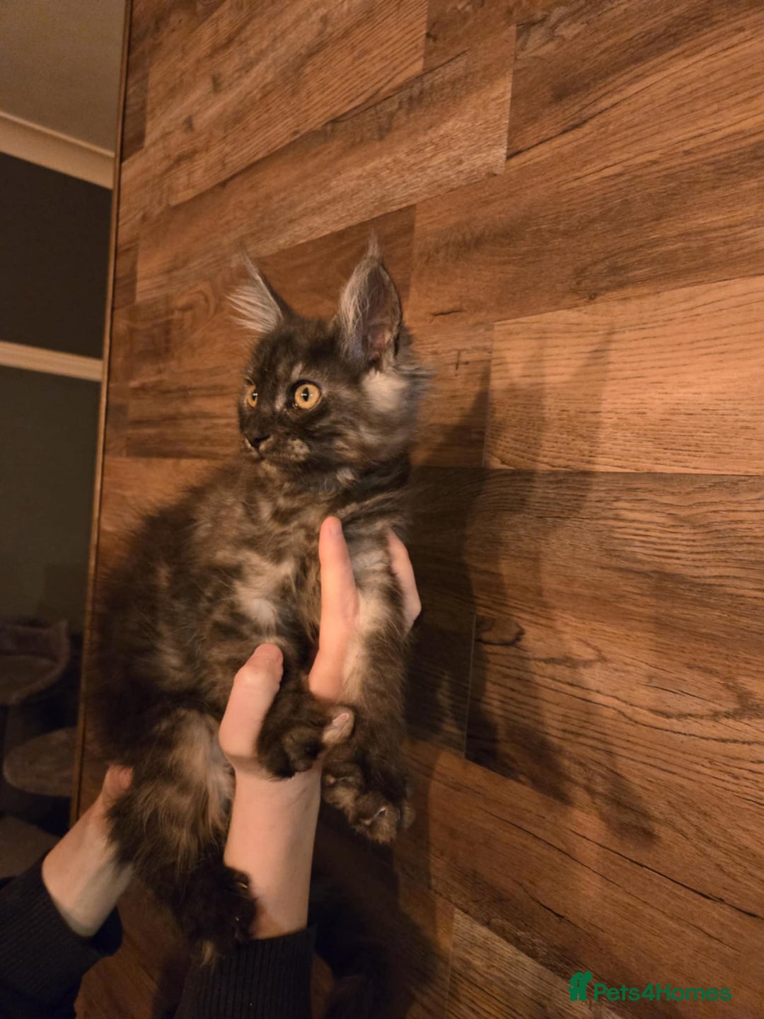 Maine Coon cats for sale: GCCF Maine Coon kittens 1 black F 1 black smoke M - Advert 24