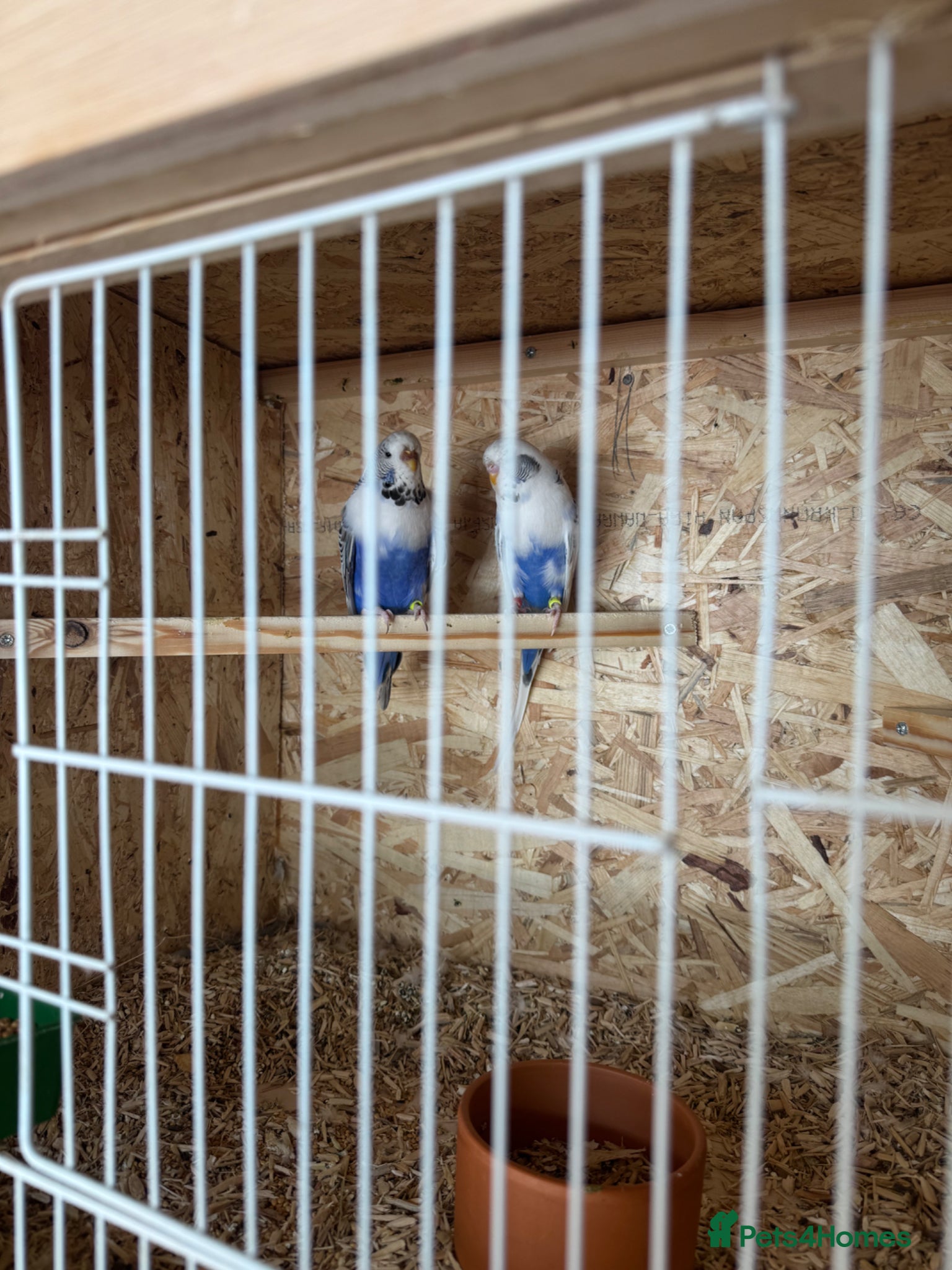 Budgerigars birds for sale: Budgies Ready To Go Now ✅  - Advert 4