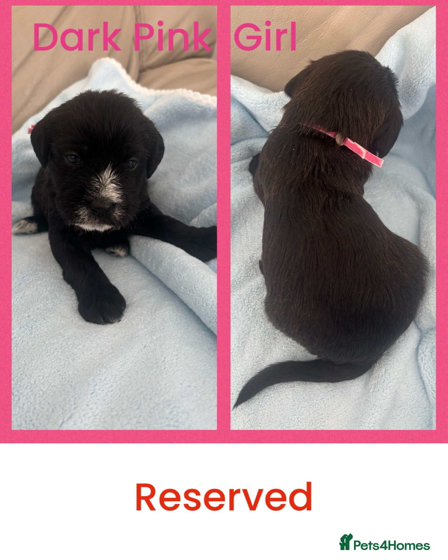 Mixed Breed dogs 🐾 Beautiful Poodle Cross Puppies 🐾 - Advert 2