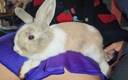 Dwarf Lop rabbits for sale: Tame independent rabbit - Image 1