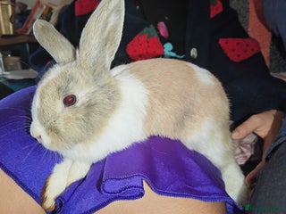 Dwarf Lop rabbits - Advert 22