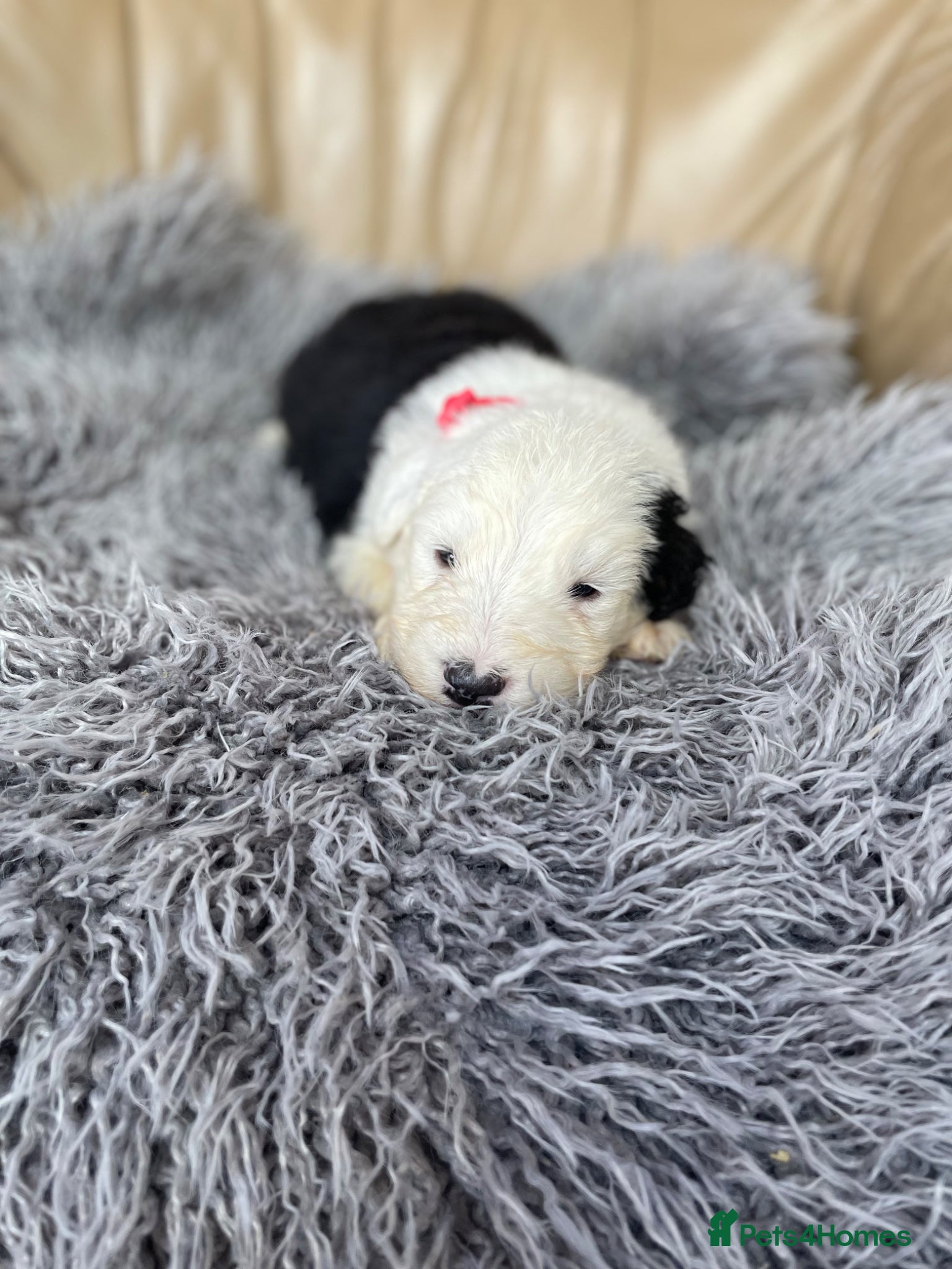 Old English Sheepdog dogs Old English sheep dog puppies  - Advert 2