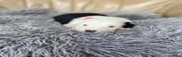 Old English Sheepdog dogs for sale: Old English sheep dog puppies  - Advert 12