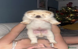 Siberian Husky dogs for sale: 3 fluffy chowski’s  - Advert 8