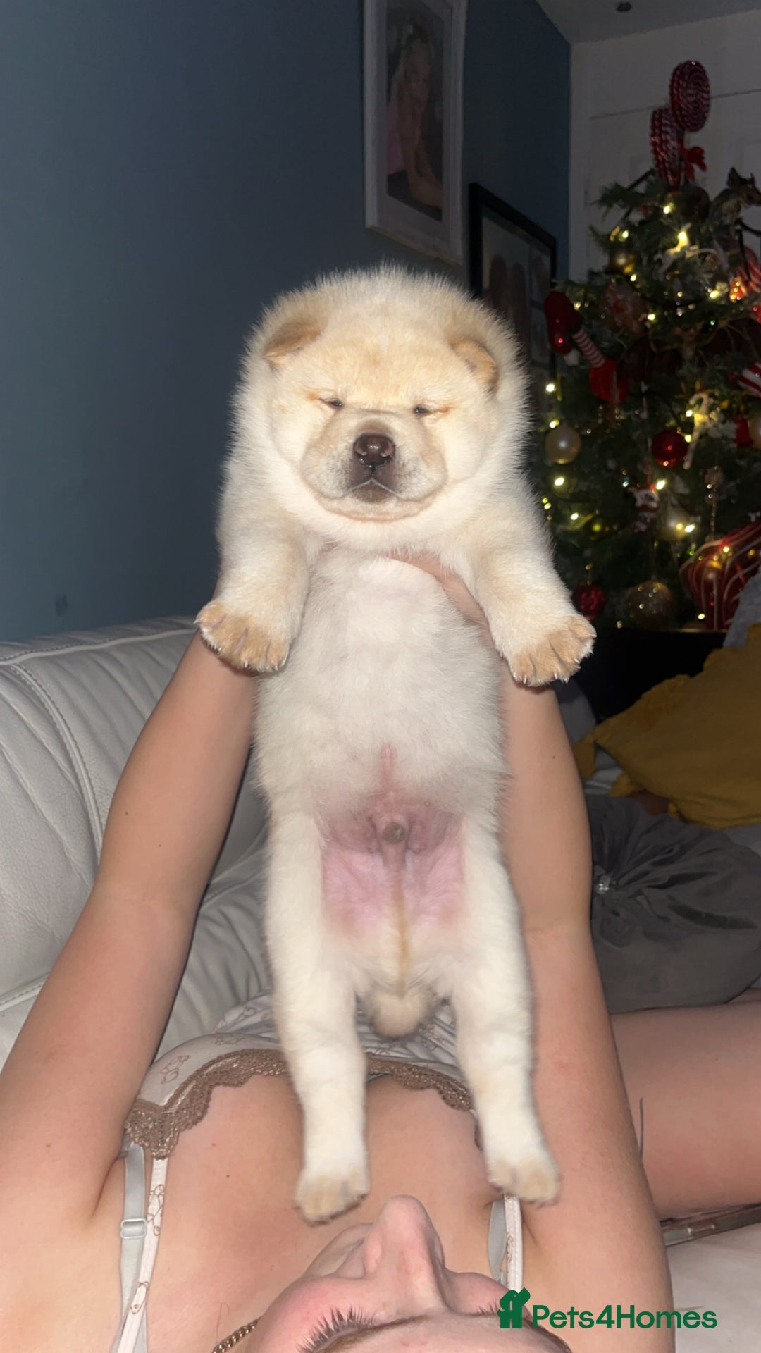 Siberian Husky dogs for sale: 3 fluffy chowski’s  - Advert 8