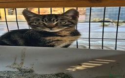 Mixed Breed cats for sale:  🐾 Adorable Kittens Ready for Loving Homes 🐾 - Image 17