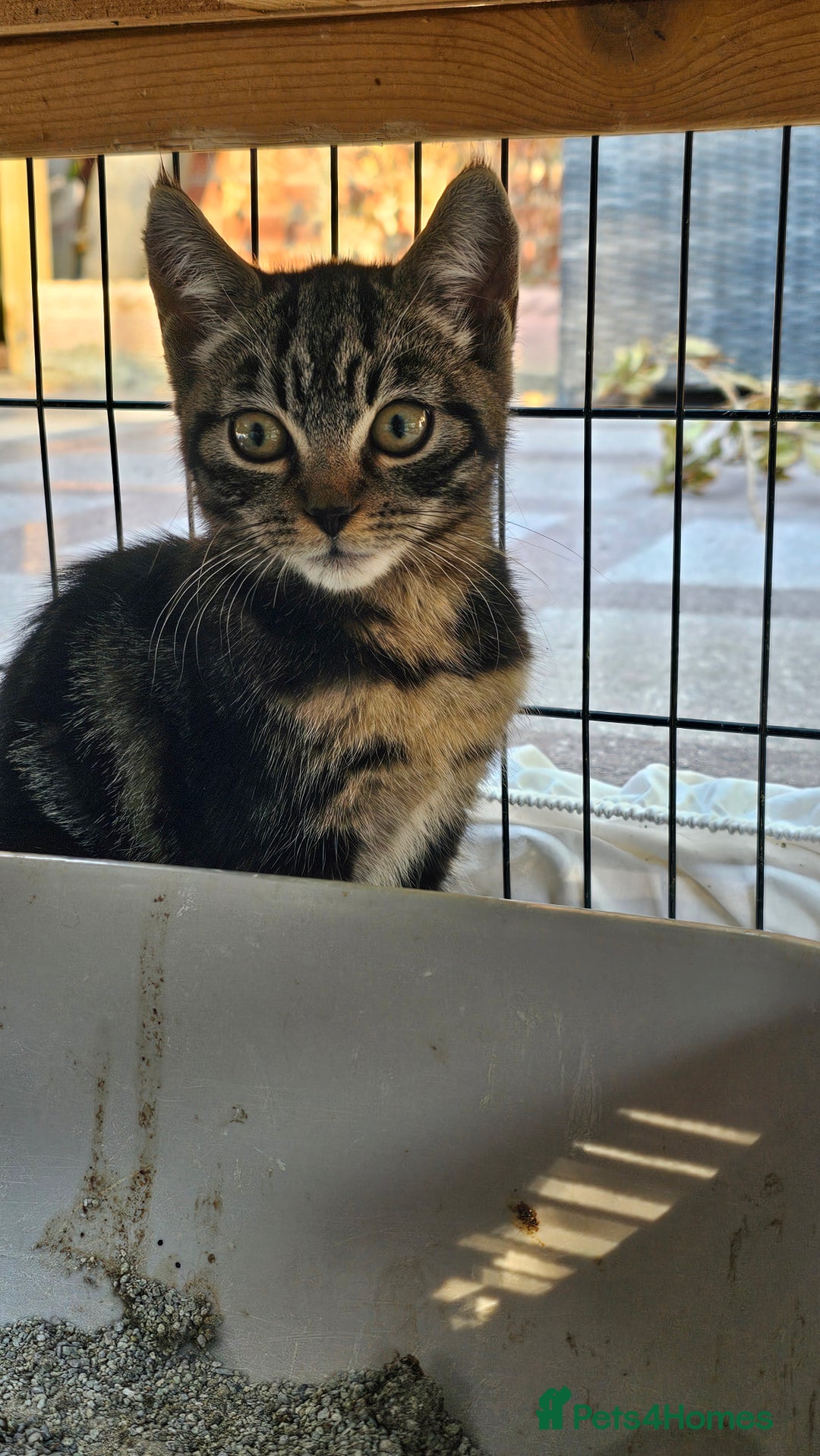 Mixed Breed cats for sale:  🐾 Adorable Kittens Ready for Loving Homes 🐾 - Image 17
