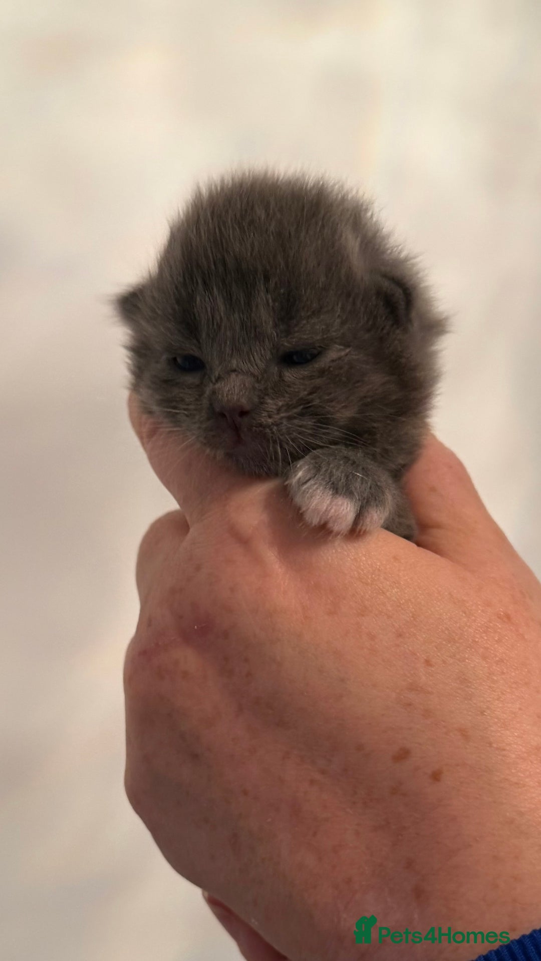 Ragdoll cats for sale: British longhair x ragdoll kittens✨ - Advert 2