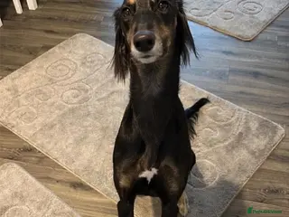 Saluki dogs Saluki girl - Advert 10