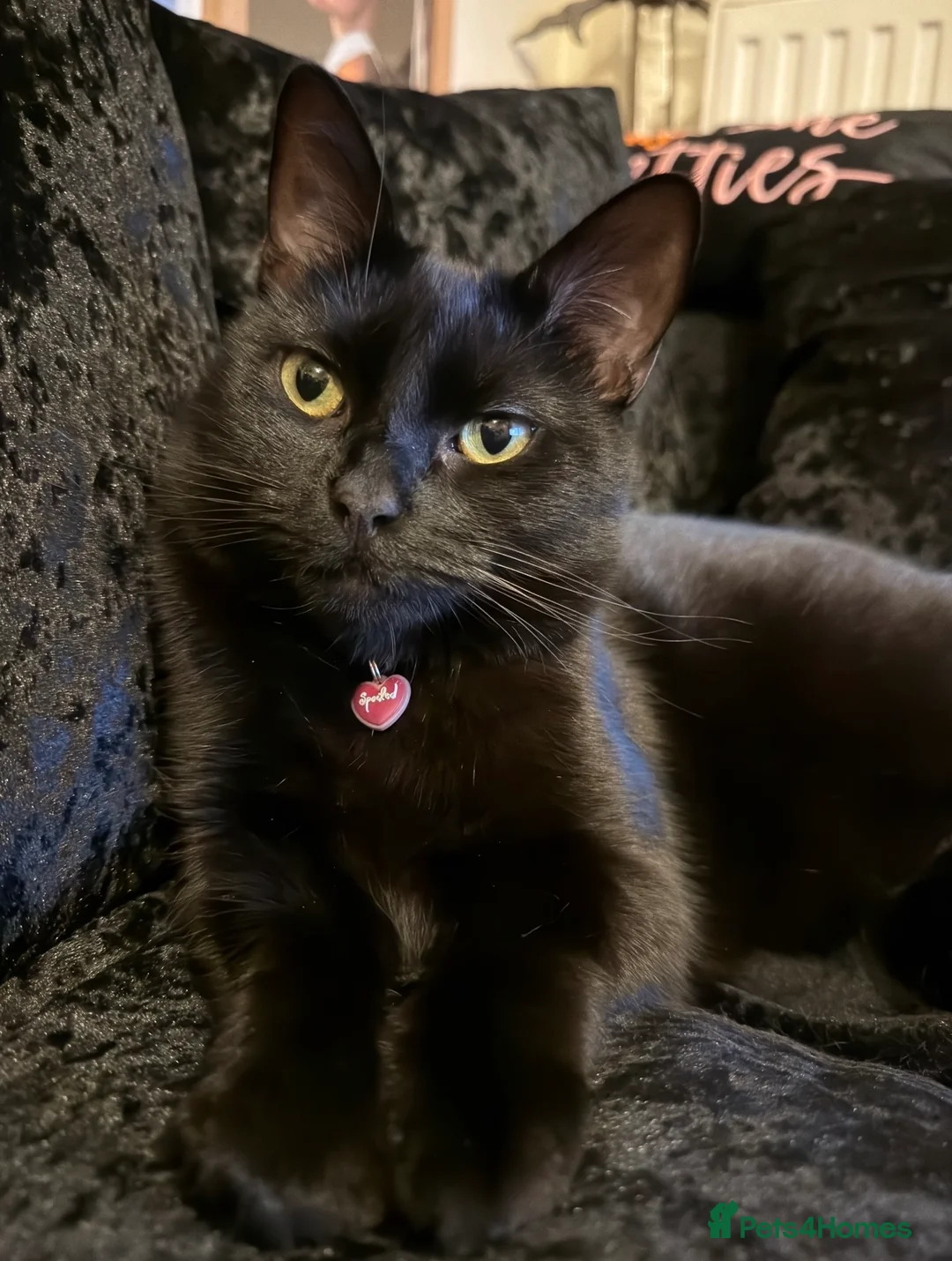 Bombay cats for sale: Nancy, beautiful 4 year old indoor cat - Advert 3